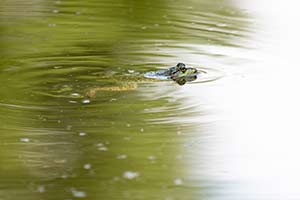 Vorschau Projekte Oesterreich Tierwelt Dominik Dirschmid Fotografie Fotograf Website Natur München My Framed Art myframed art myframedart Wildlife frosch